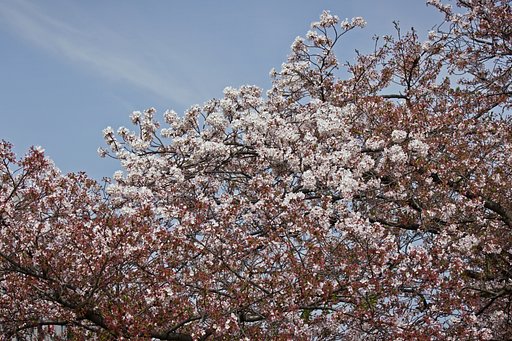 空とソメイヨシノ