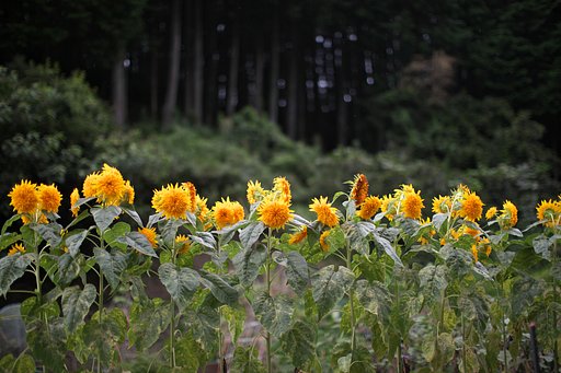東北八重