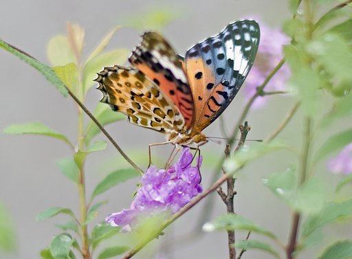 この蜜、甘いよ～