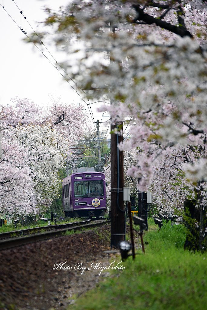 桜の回廊