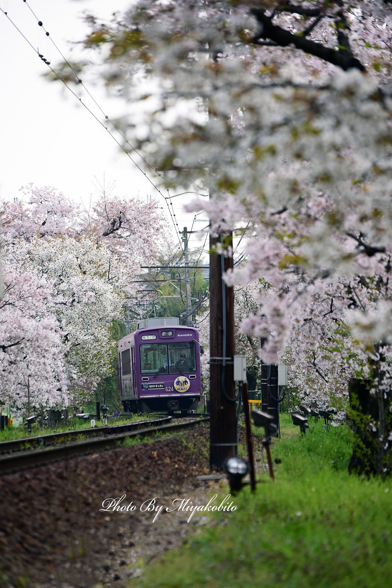 桜の回廊