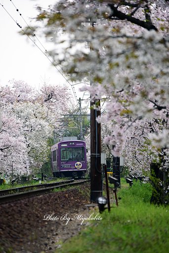 桜の回廊