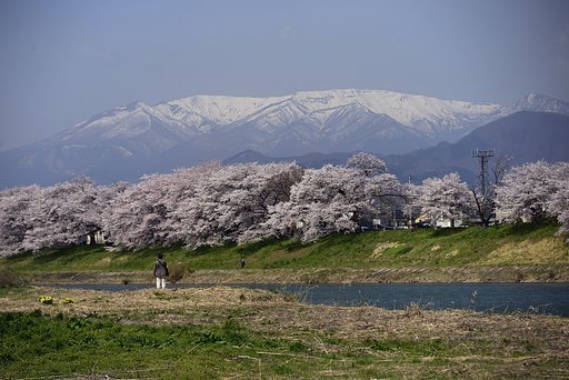 一目千本桜　２