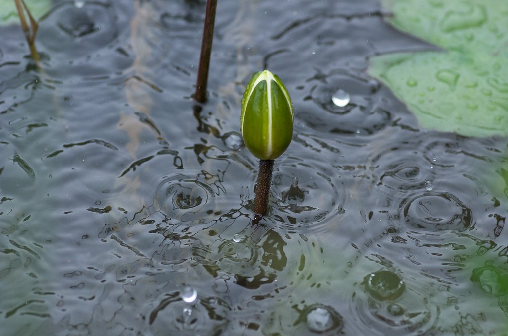 雨紋の【広がり】