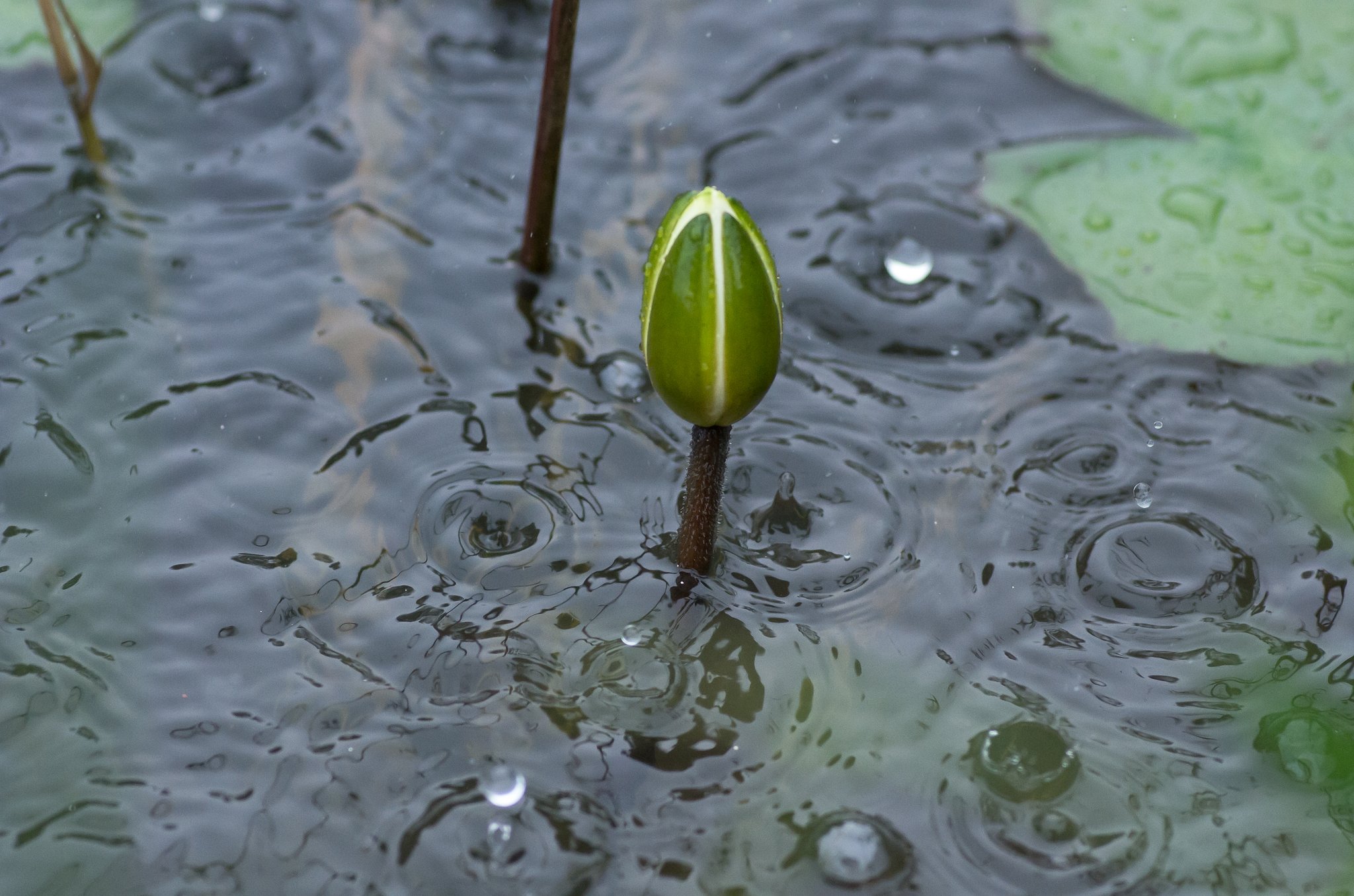 雨紋の【広がり】