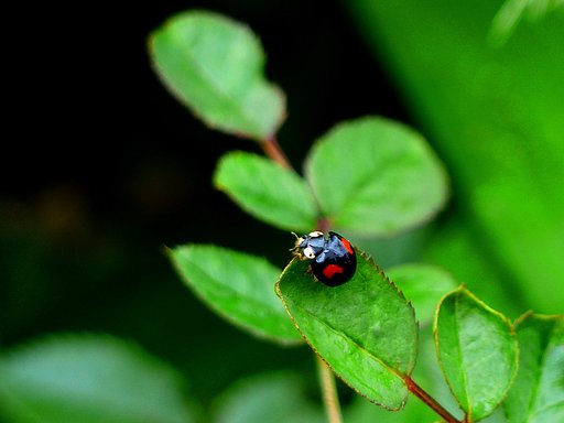 ナミテントウ
