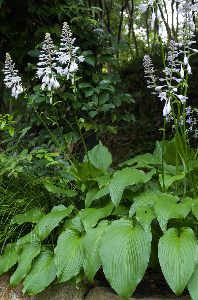 SIGMA 17-70mm F2.8-4 DC MACRO 