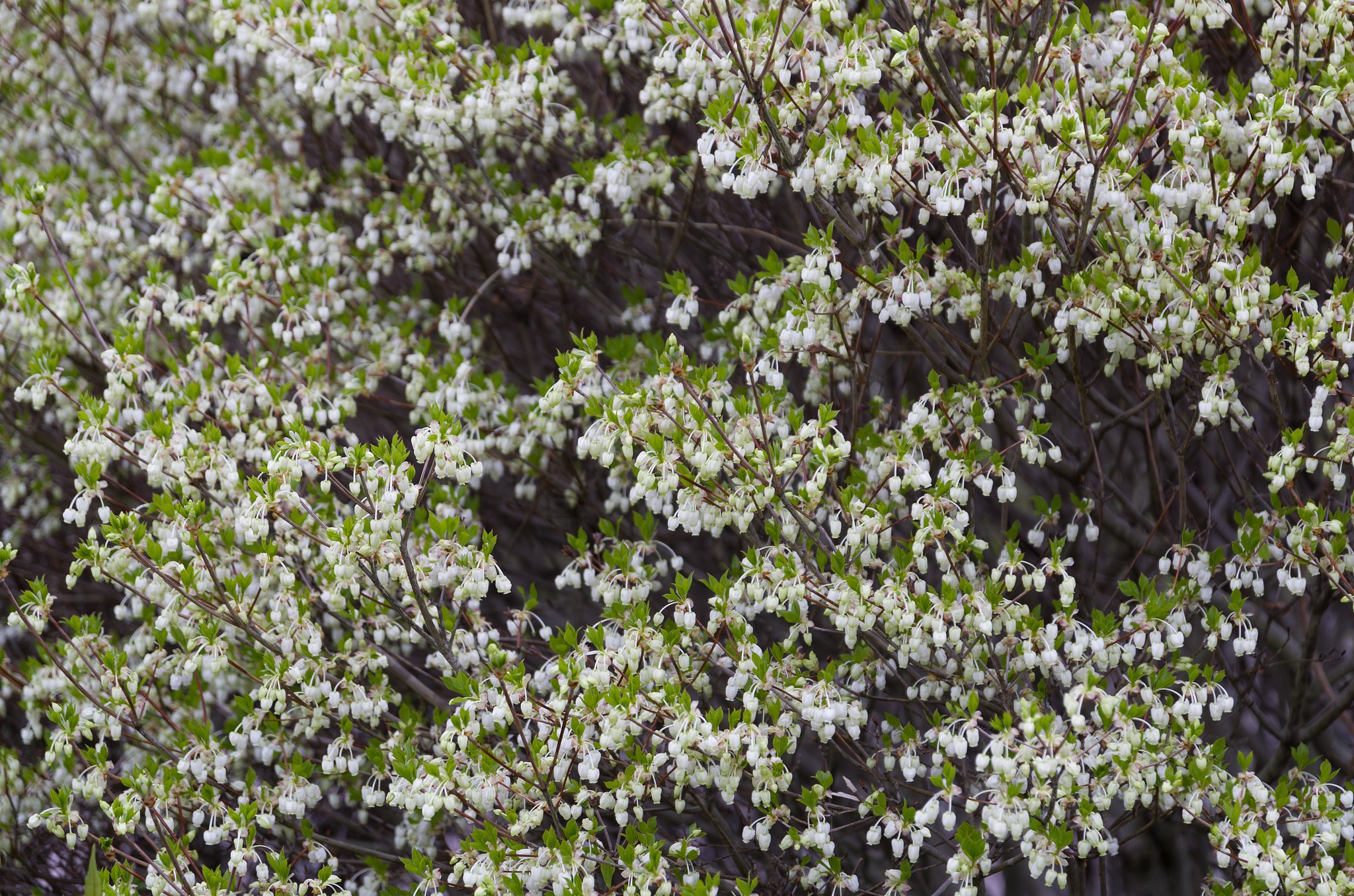 SIGMA 17-70mm F2.8-4 DC MACRO