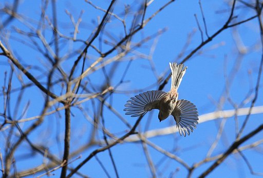 【広がり】空飛ぶ団扇