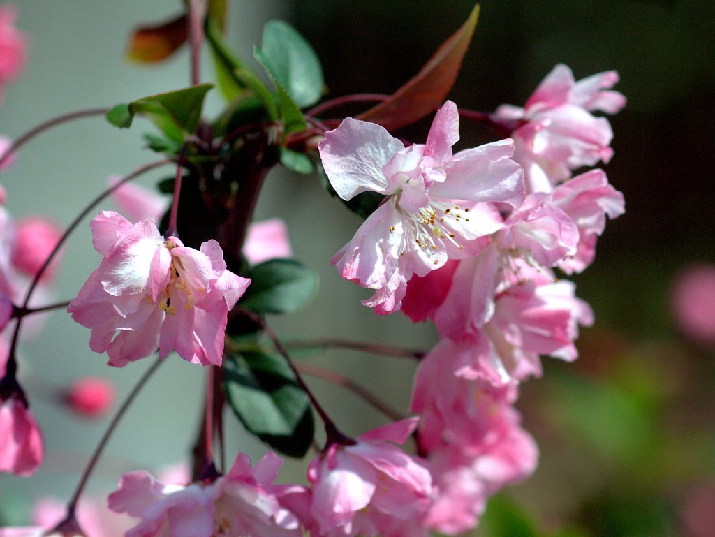 海棠の花
