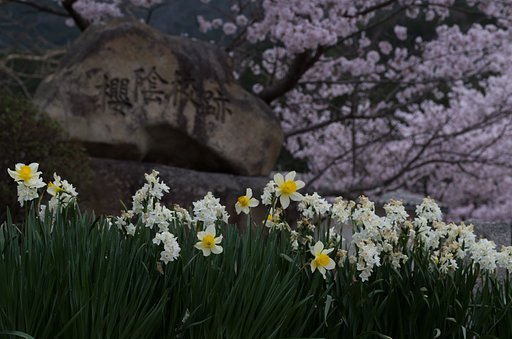 SIGMA MACRO 70mm F2.8