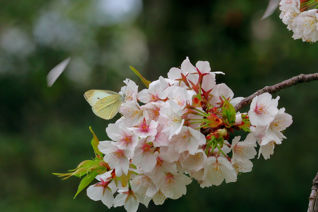 桜に訪問者