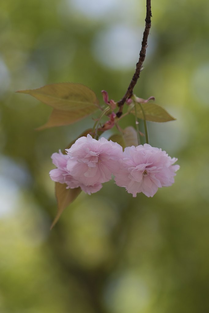 EF100mm F2.8 L MACRO