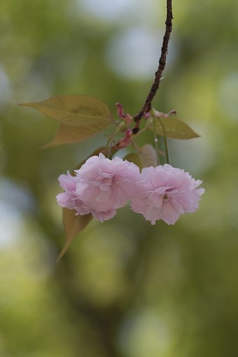 EF100mm F2.8 L MACRO