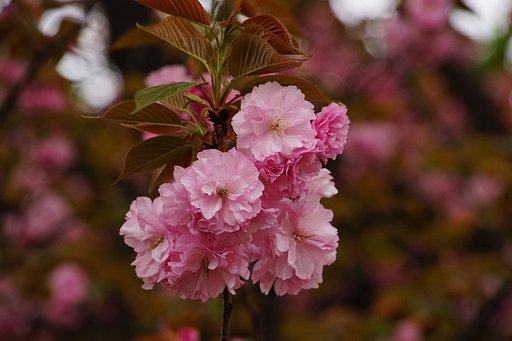 ひとふさの八重ざくら