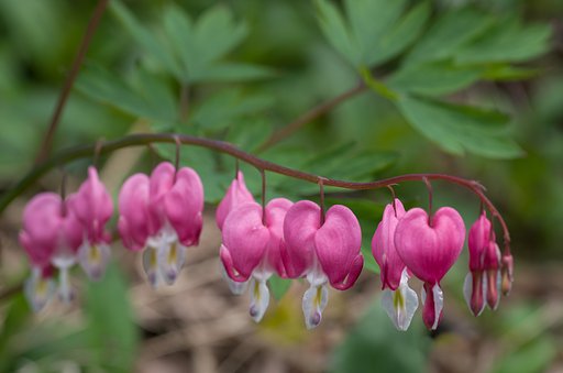 SIGMA MACRO 70mm F2.8
