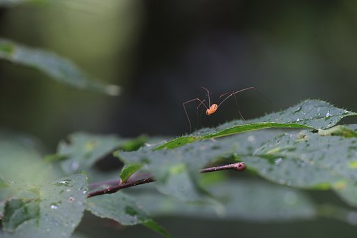 Daddy Longlegs