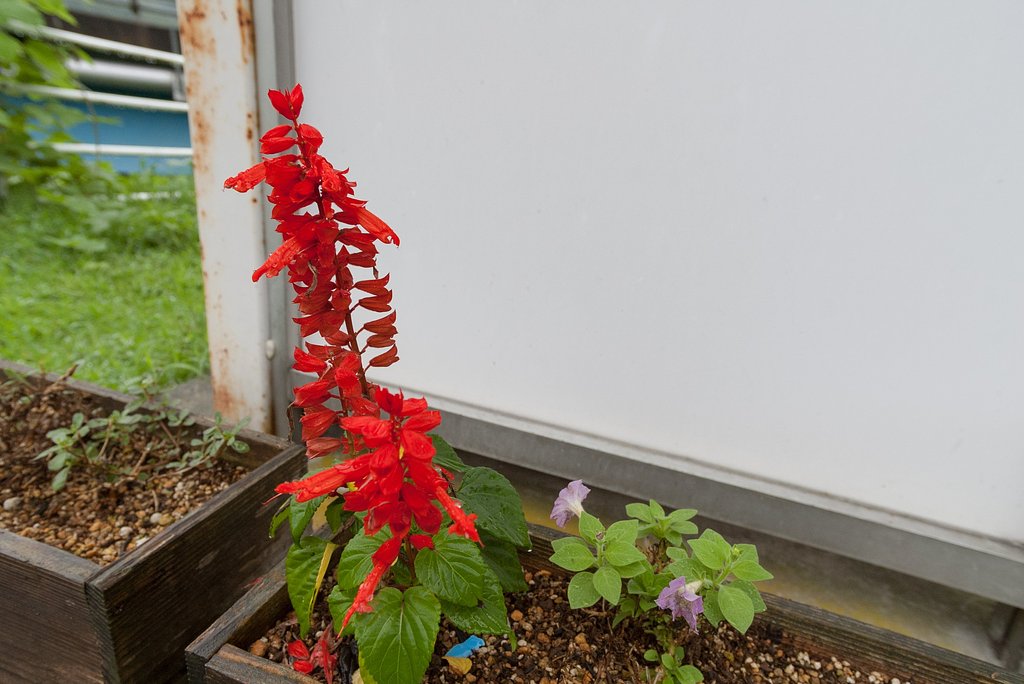 バス停のお花!