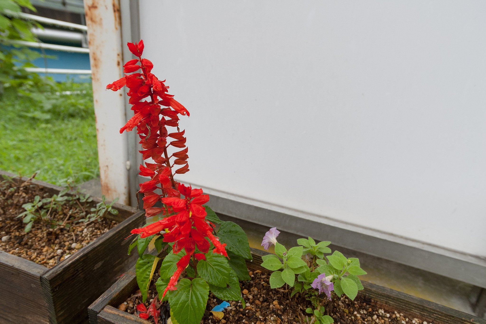 バス停のお花!