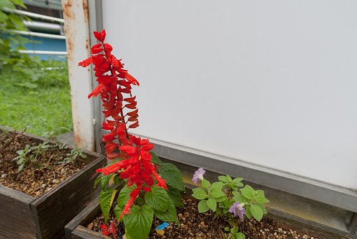 バス停のお花!