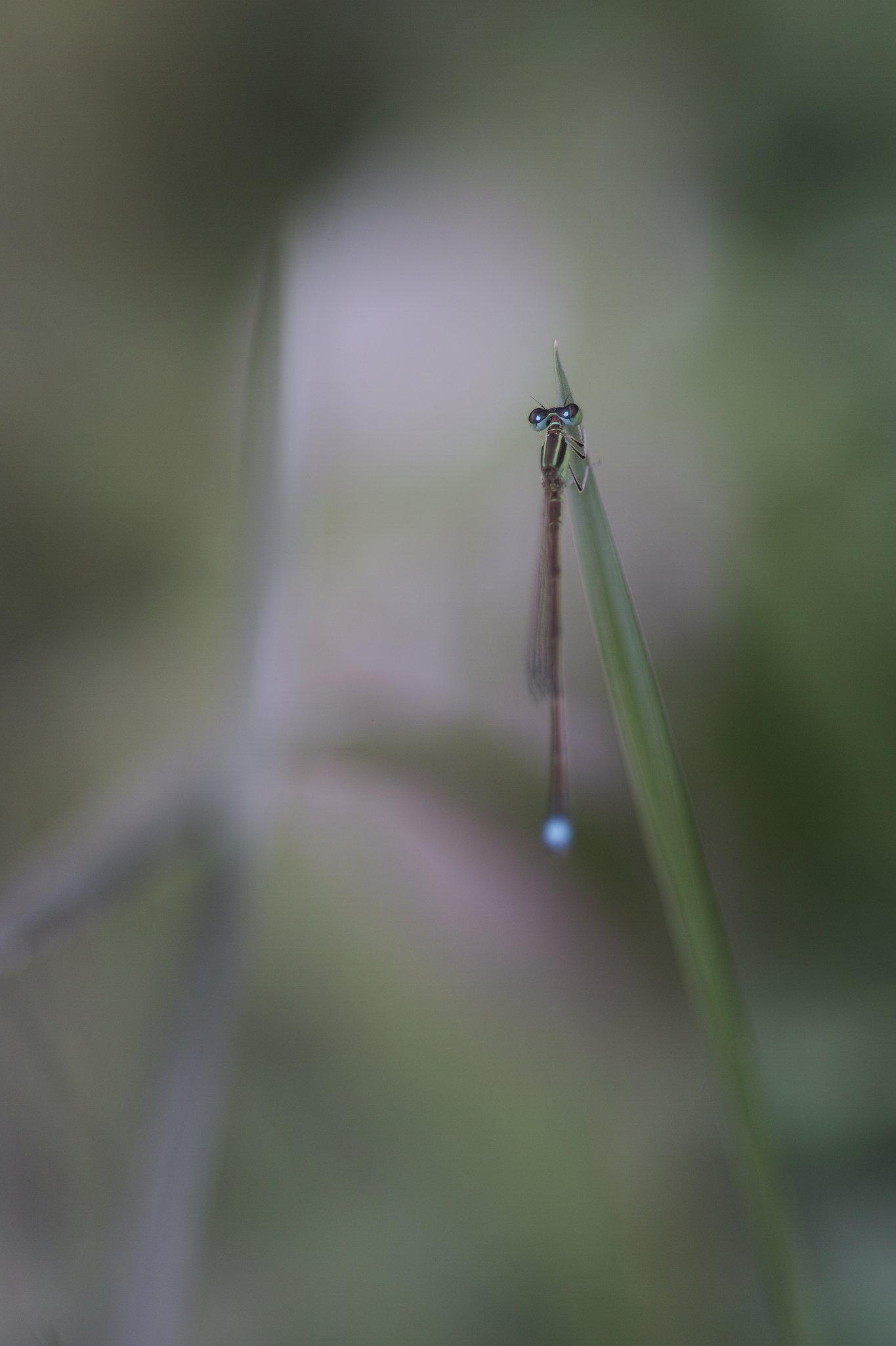 Nature-Photo.jp Ｑ＆Ａ写真掲示板の皆さまへ