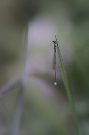 Nature-Photo.jp Ｑ＆Ａ写真掲示板の皆さまへ