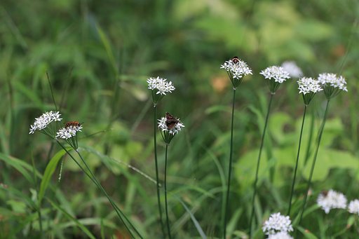 ニラの花咲く草原で