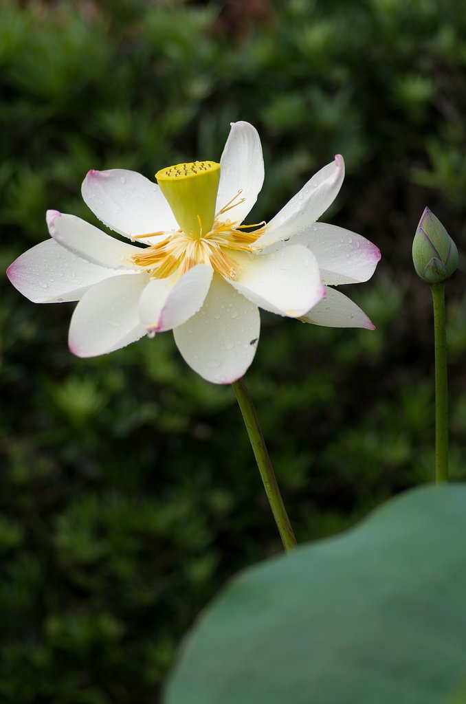 PENTAX-D FA MACRO 100mmF2.8 