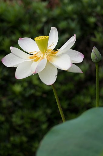 PENTAX-D FA MACRO 100mmF2.8 