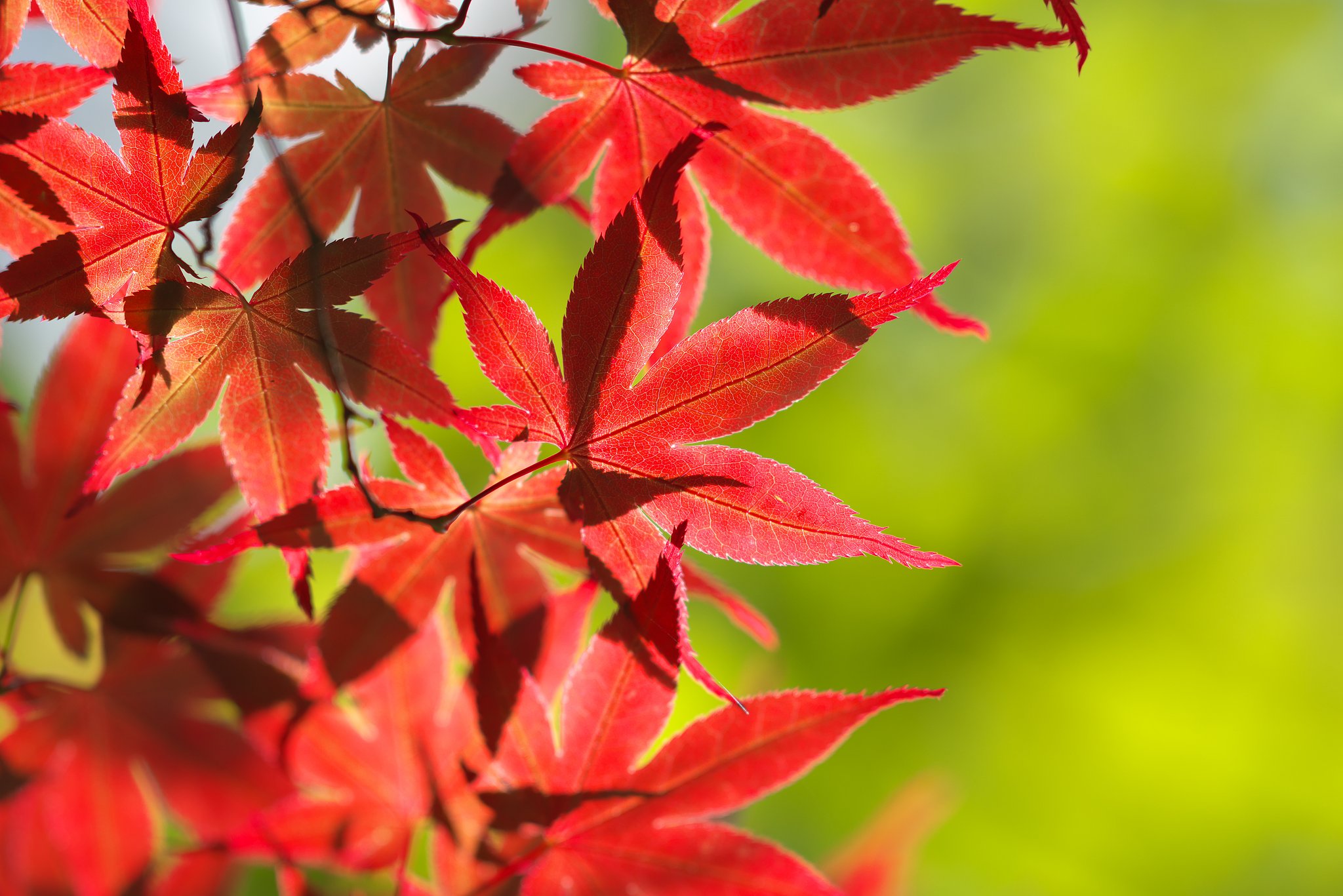 Sonnar 135mm F1.8 ZA