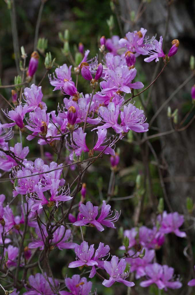 SIGMA MACRO 70mm F2.8