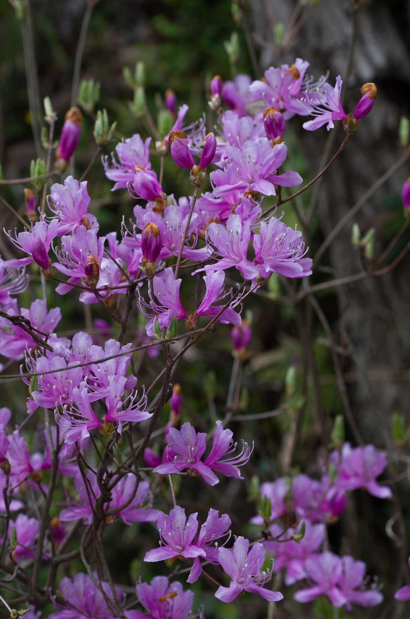 SIGMA MACRO 70mm F2.8