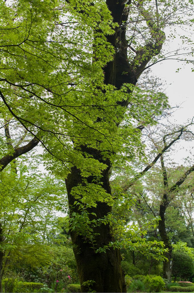 SUMMILUX-M 50mm F1.4 ASPH