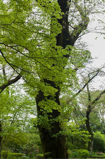SUMMILUX-M 50mm F1.4 ASPH