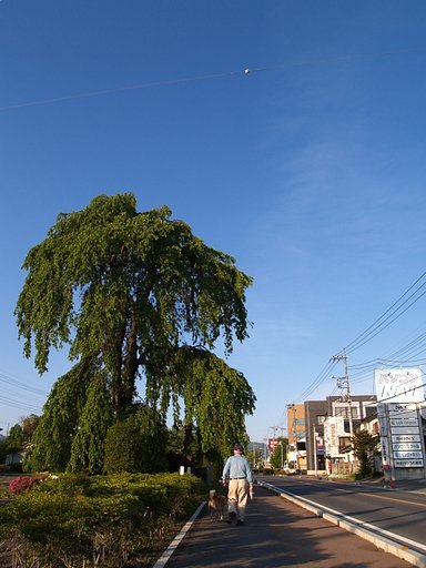 桜はまだかいな　その後の後の後のもっと後
