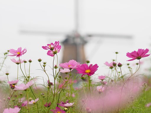 コシナツァイスMP50mm F2
