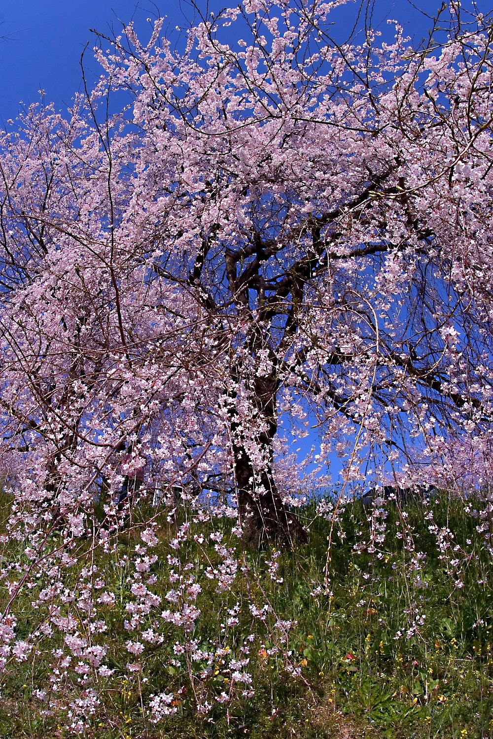 【春】桜まもなく？！