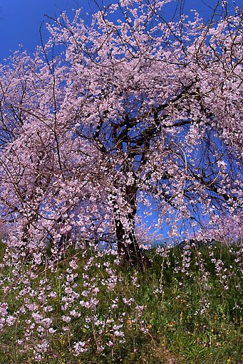 【春】桜まもなく？！
