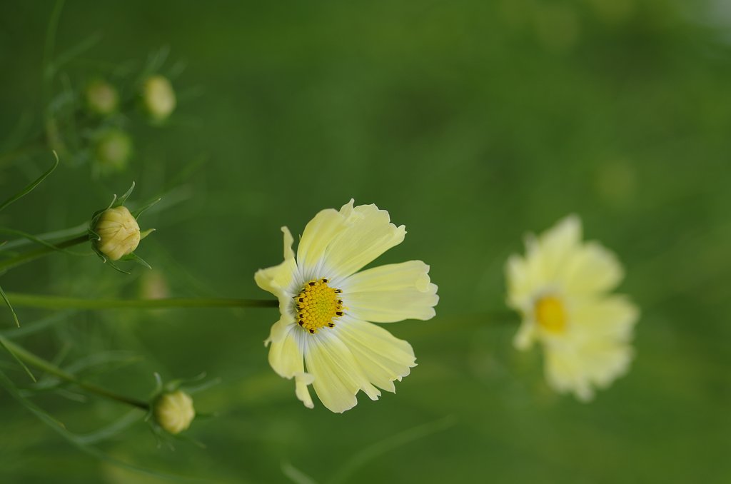 PENTAX-D FA MACRO 100mm F2.8