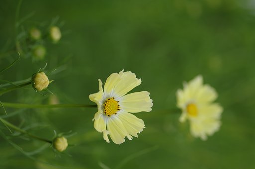 PENTAX-D FA MACRO 100mm F2.8
