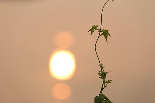 夏を活ける