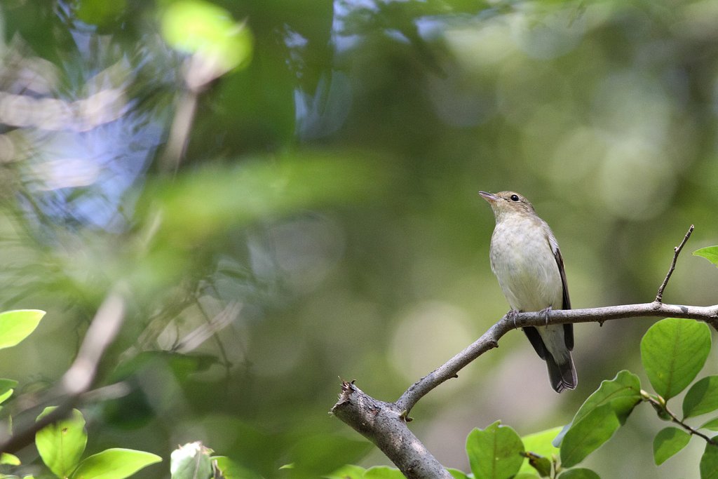 キビタキ♀接写