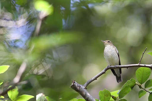 キビタキ♀接写