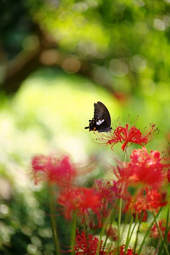 曼珠沙華