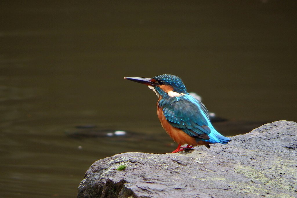 カワセミ二羽も来た～♪