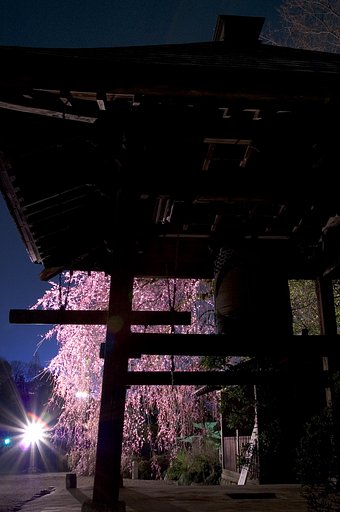 鐘突き堂と枝垂れ桜と
