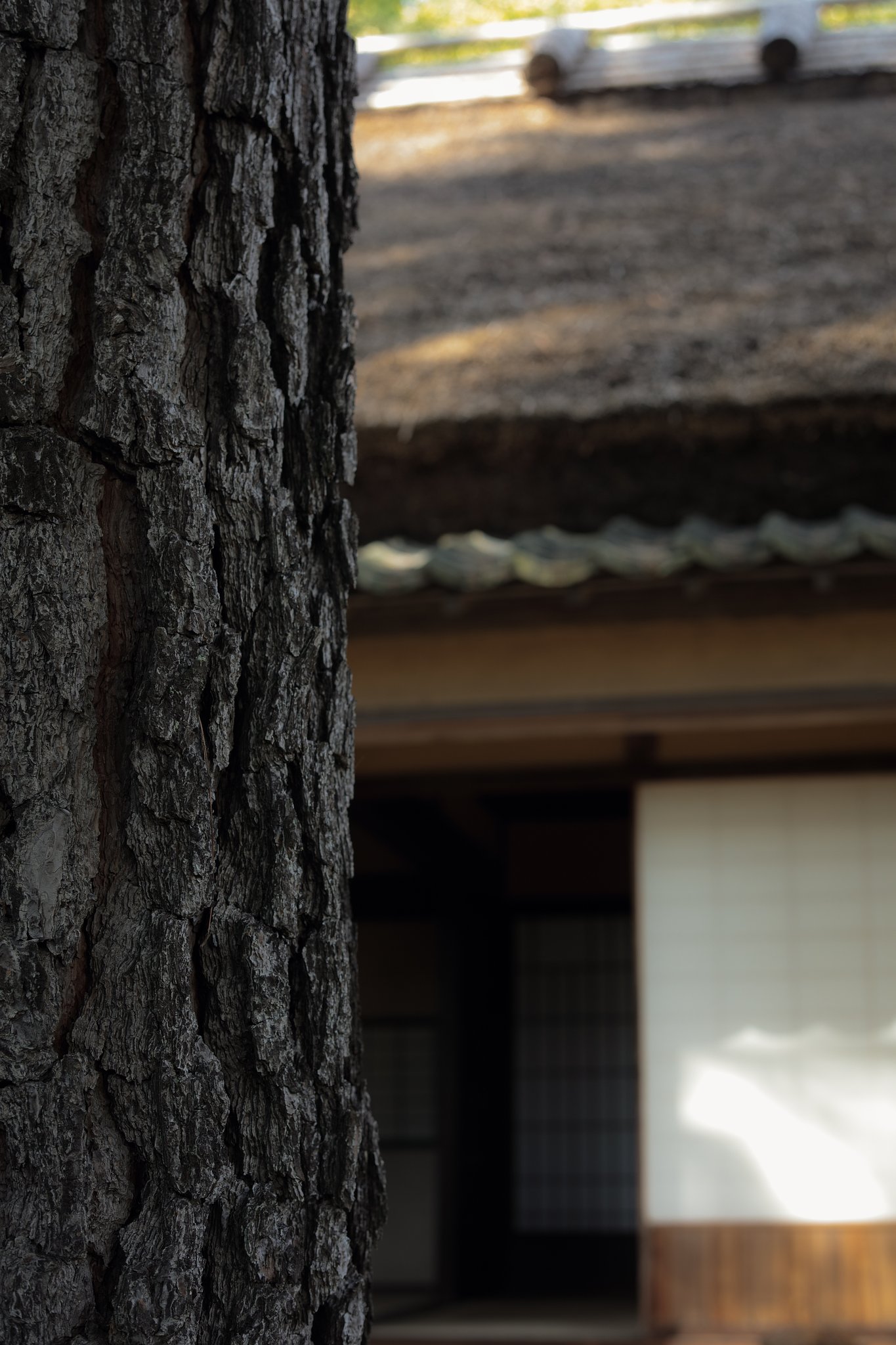 適当な前景がなかったので