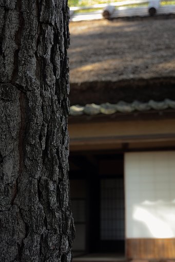 適当な前景がなかったので