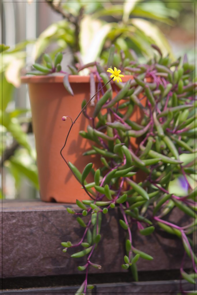 松葉風の観葉植物