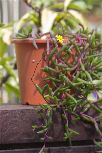 松葉風の観葉植物